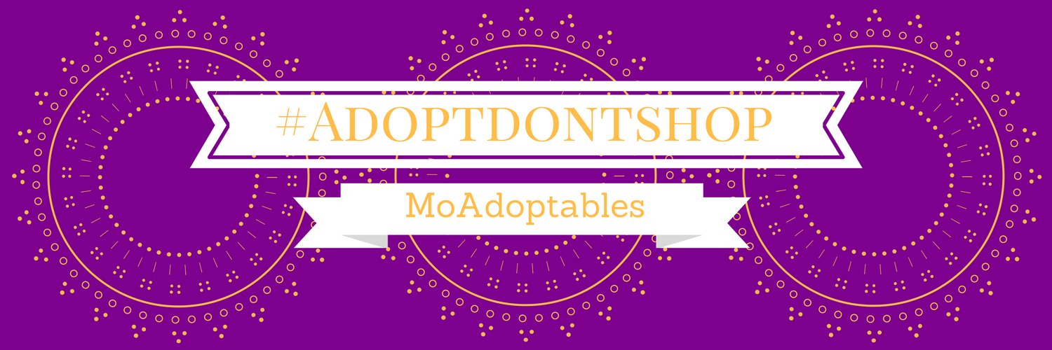 Mo Adoptables banner