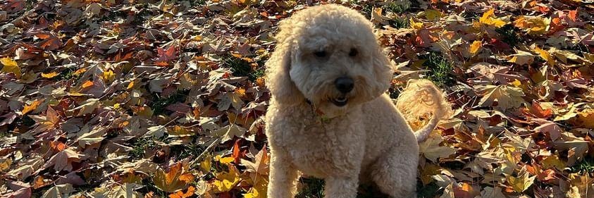 Michael Diamond banner