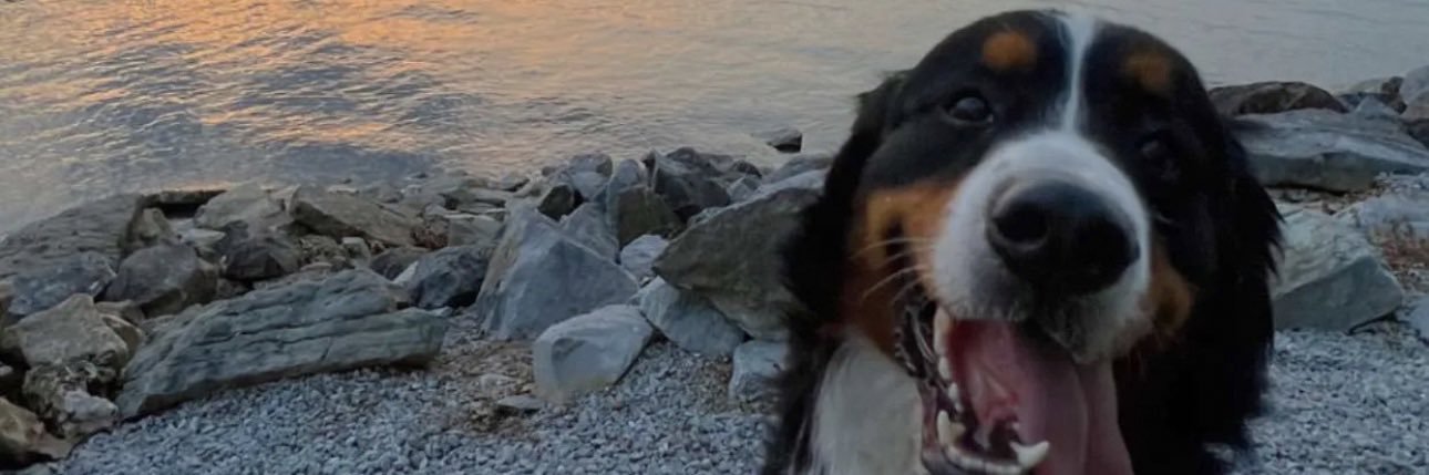 shhmoses's profile banner image