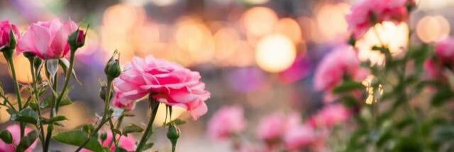HaleyADee's profile banner image