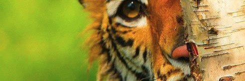 MissJamieTigress banner