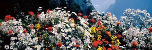 JBrodnowska Profile Banner