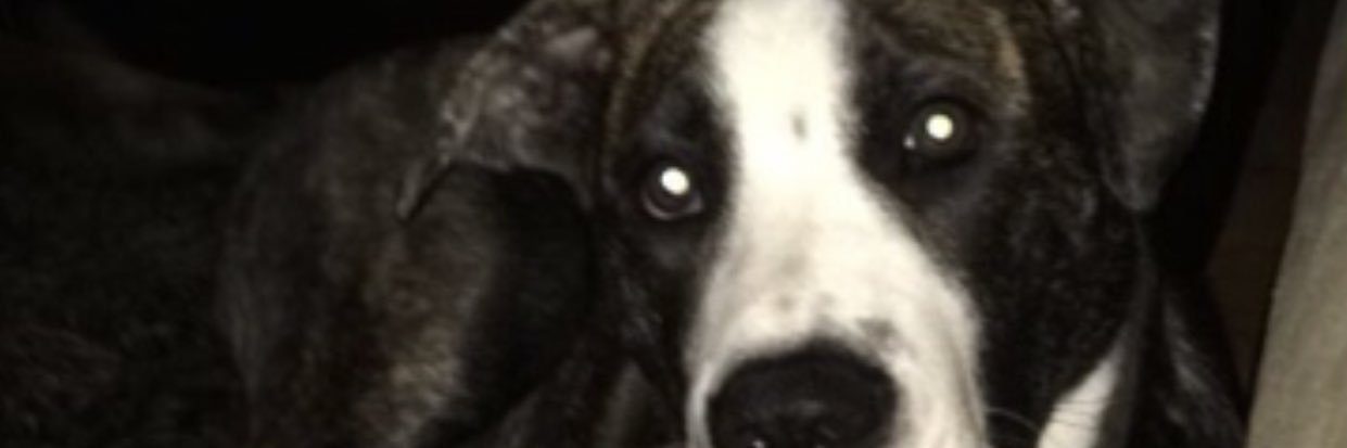 dnlvnr's profile banner image