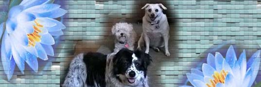 bella barr🌈 banner