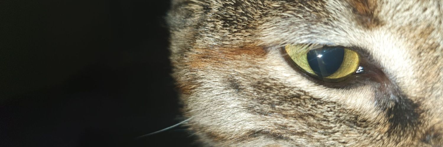 LittleMissAnim3's profile banner image