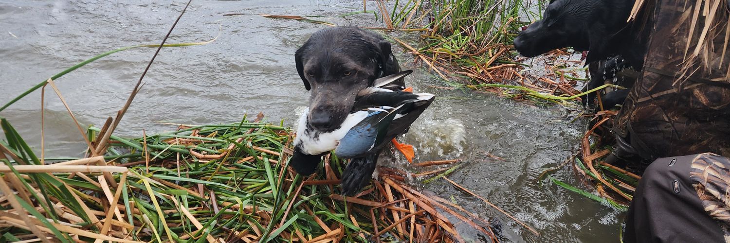 Hypocriticaltweets banner