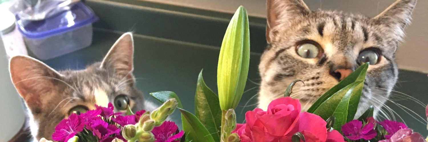 katieschmalzel's profile banner image