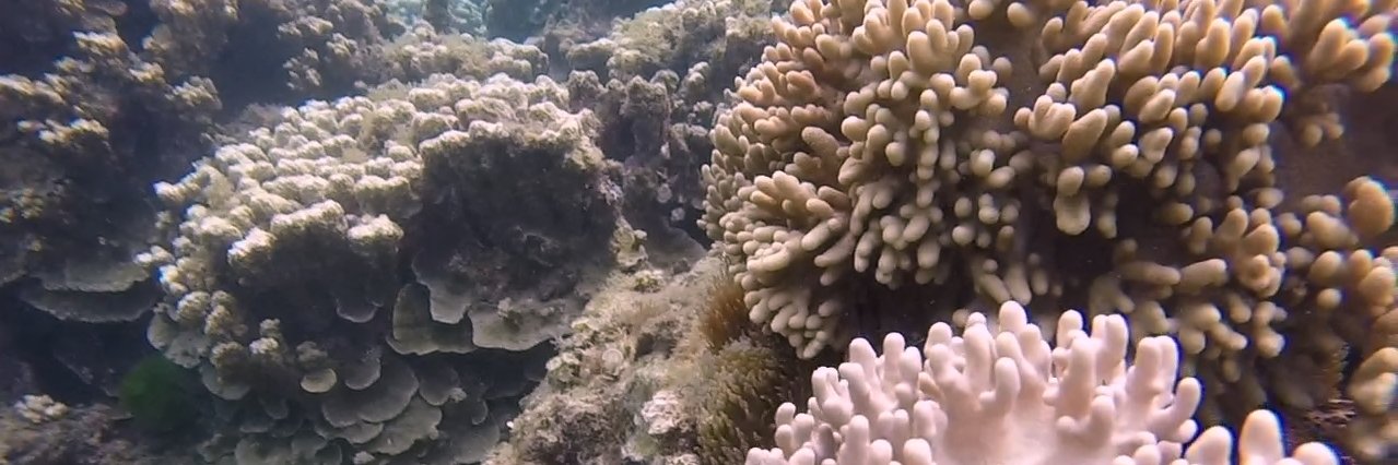 LiveOcean's profile banner image