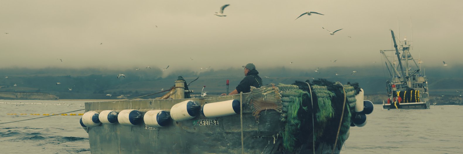 Cat Schrodinger banner