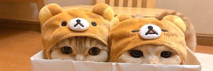 seaa_shelle's profile banner image