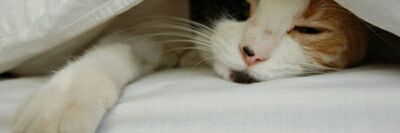 🇹🇼🇦🇺🇨🇦🇺🇸🇯🇵🇬🇧⚔🇨🇳 banner