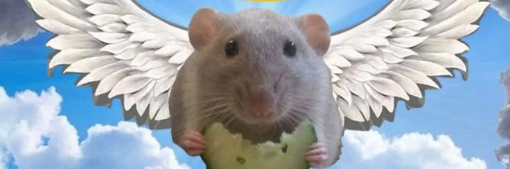 qasqass's profile banner image