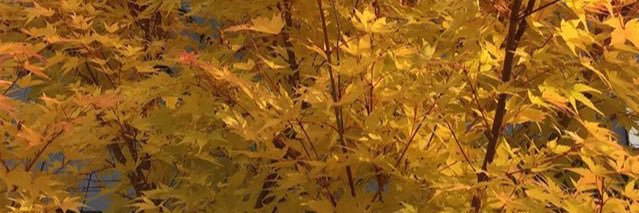 andrewbonamici's profile banner image