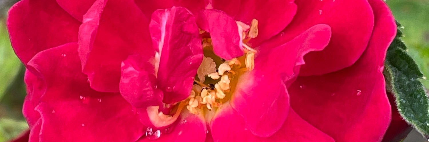 💙Susan Robinson 🌹🐞💙🐝🐈🐈🐝💙 banner