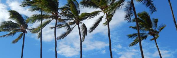 aleygator Profile Banner