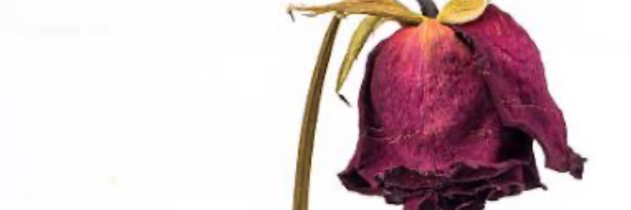 gloryaugusta's profile banner image
