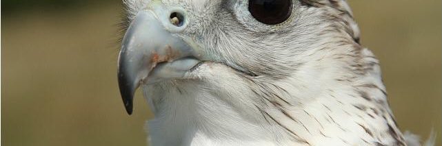 ‏ فــهــد آلـشــℳــري 🇸🇦 ☪︎ banner