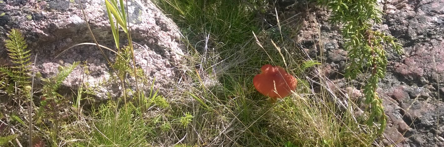 Mikko-Varis Suolla banner