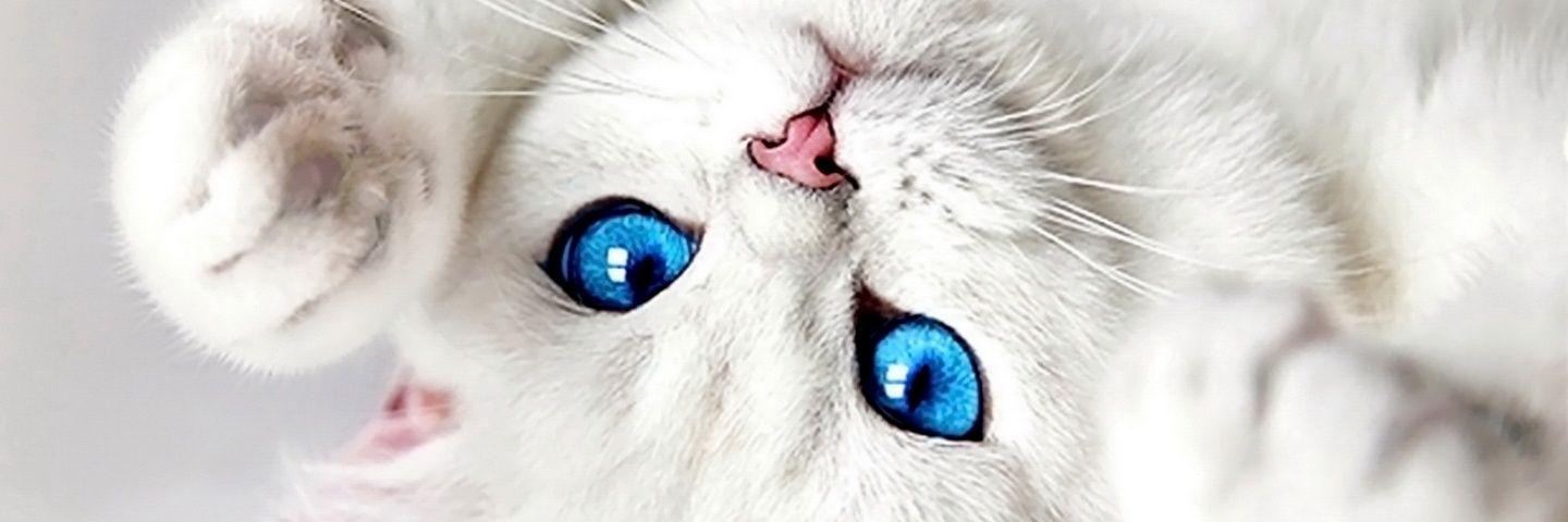 ichasukma's profile banner image