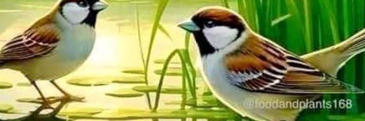 brisacalida's profile banner image