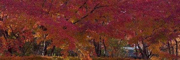 arRyubox9 Profile Banner