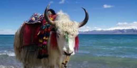 SingingYak's profile banner image