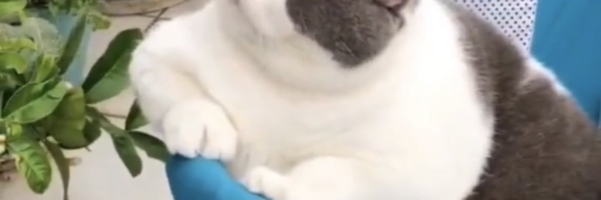 kkswfdihd's profile banner image