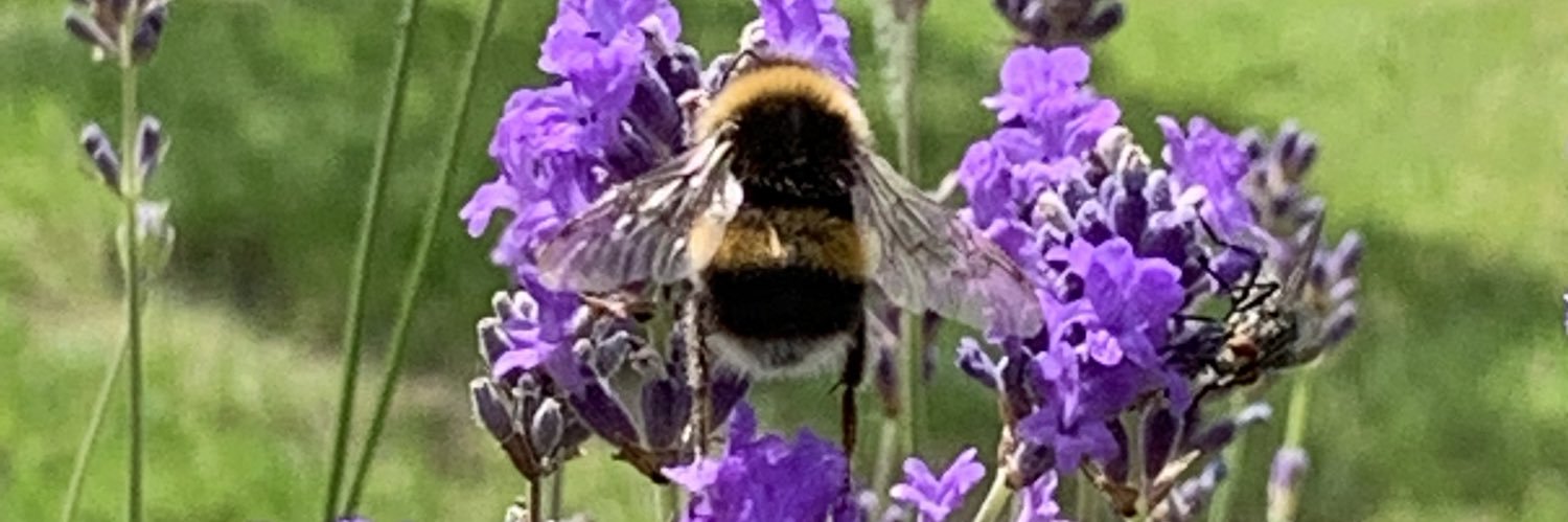 Nancy O'Neill banner