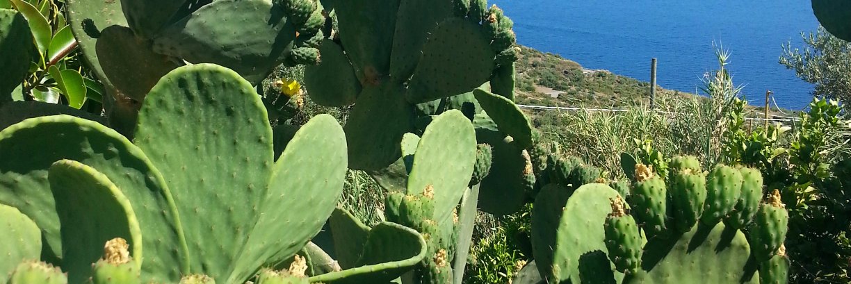 franksiculo's profile banner image