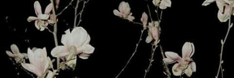 mitcherodriguez's profile banner image