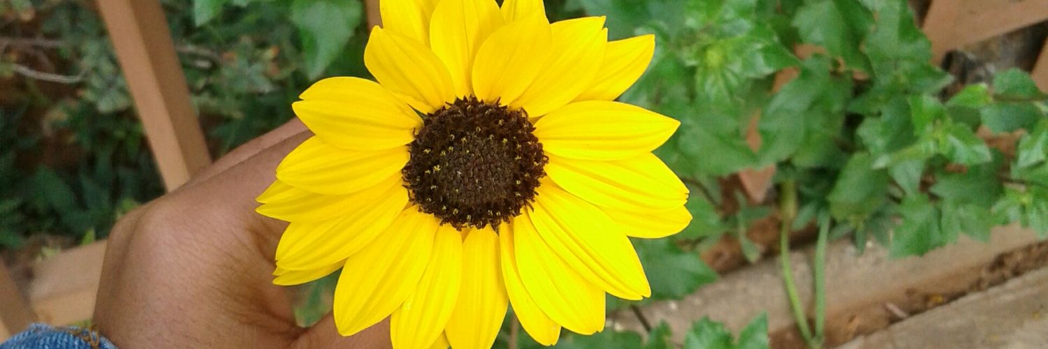 dee_nio's profile banner image