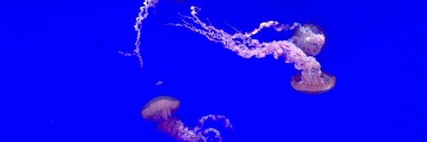 tlsmincher Profile Banner
