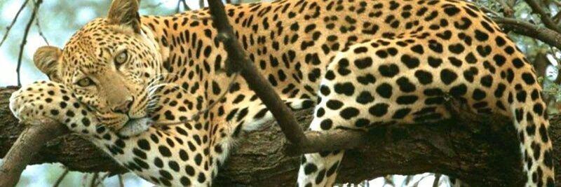 Felizxx2's profile banner image