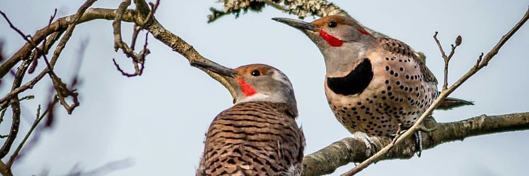 MaplewoodFlats's profile banner image