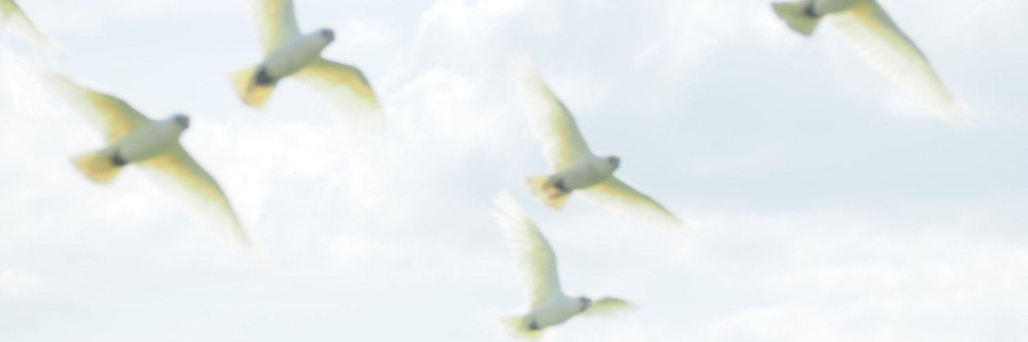 alihaberfield's profile banner image