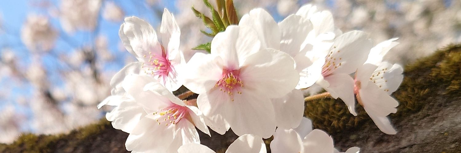 raigo_sub's profile banner image