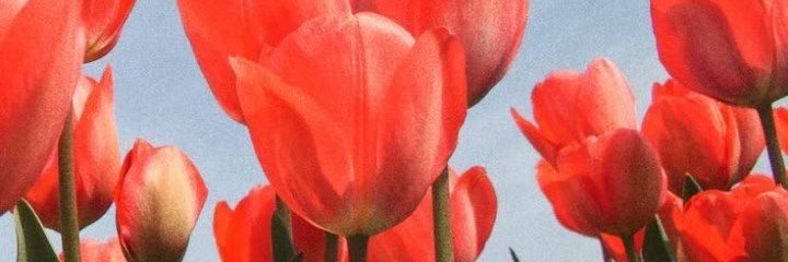 maylalanie's profile banner image