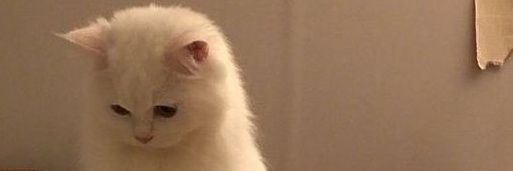fzataamn's profile banner image