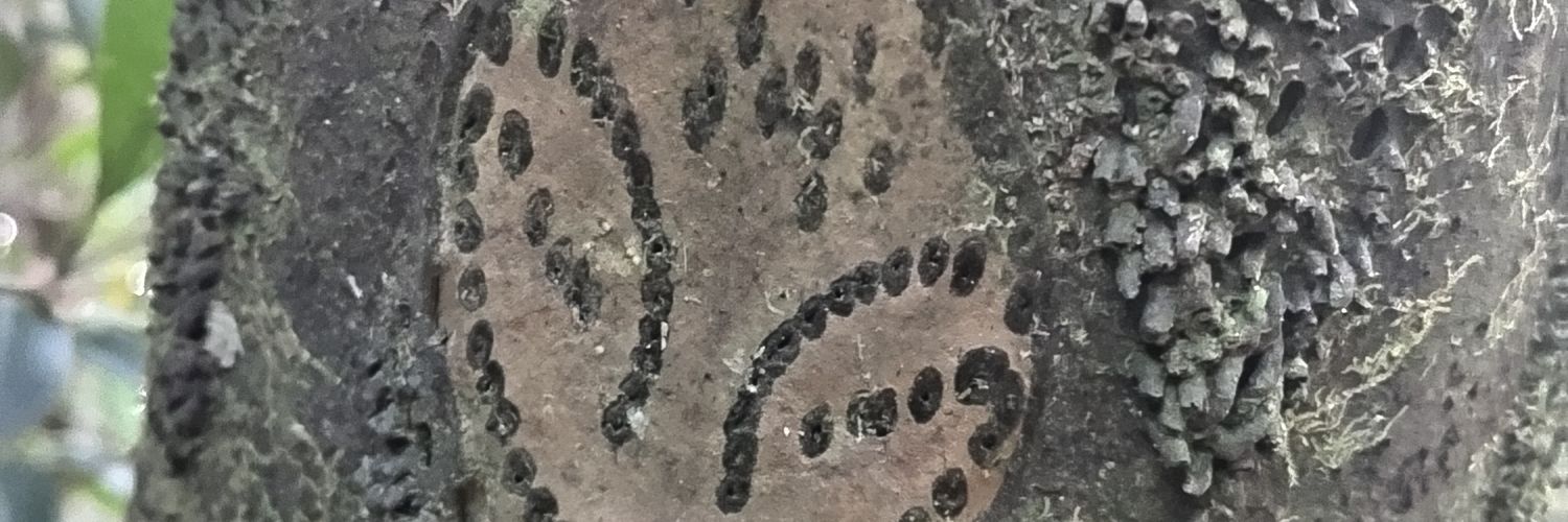trechus's profile banner image