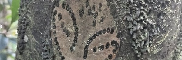 trechus Profile Banner