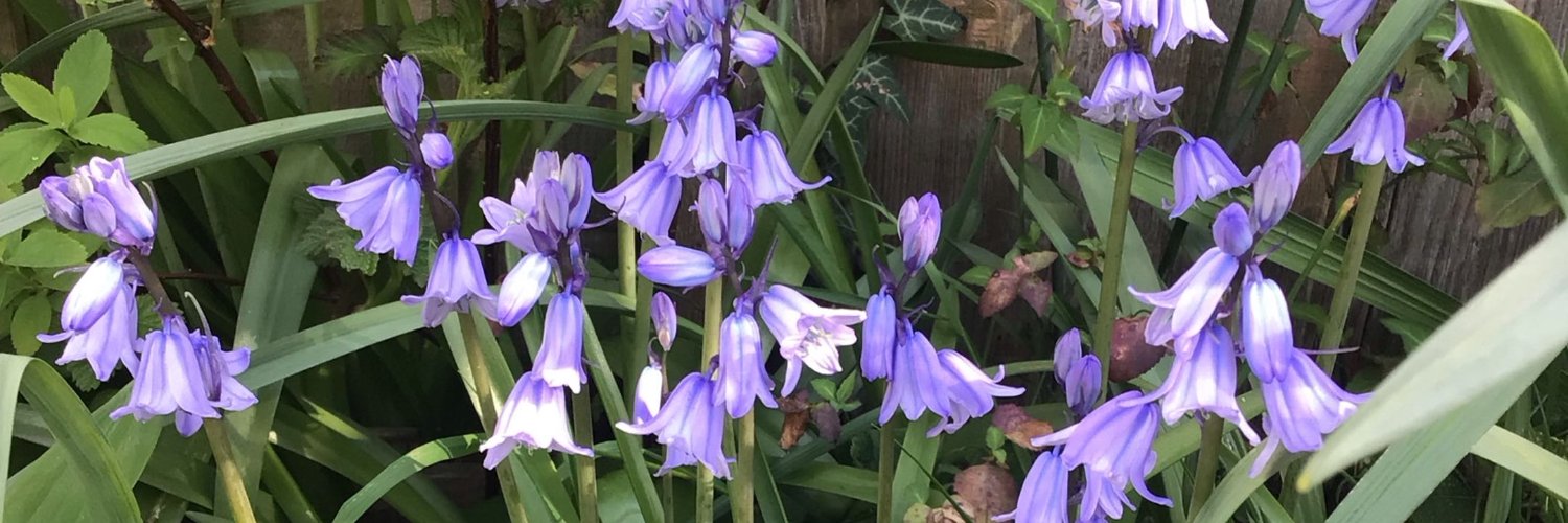 Corydalis_Lutea's profile banner image