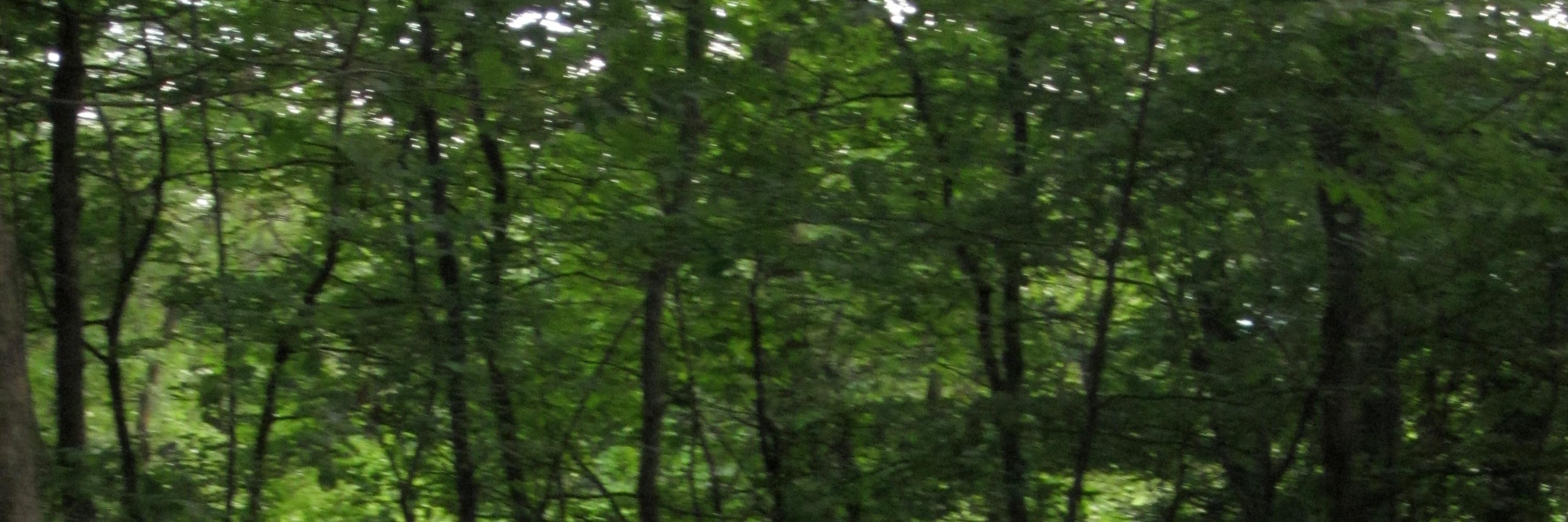 grannyknuckle's profile banner image