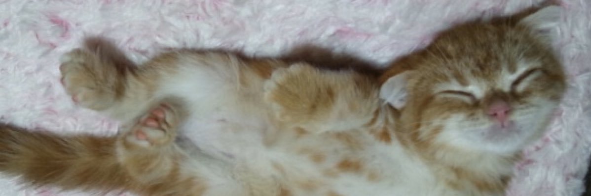 ココにん banner