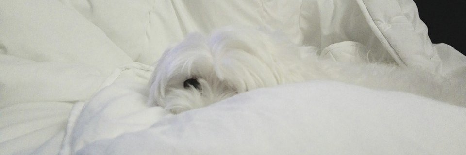 La SEO e me banner