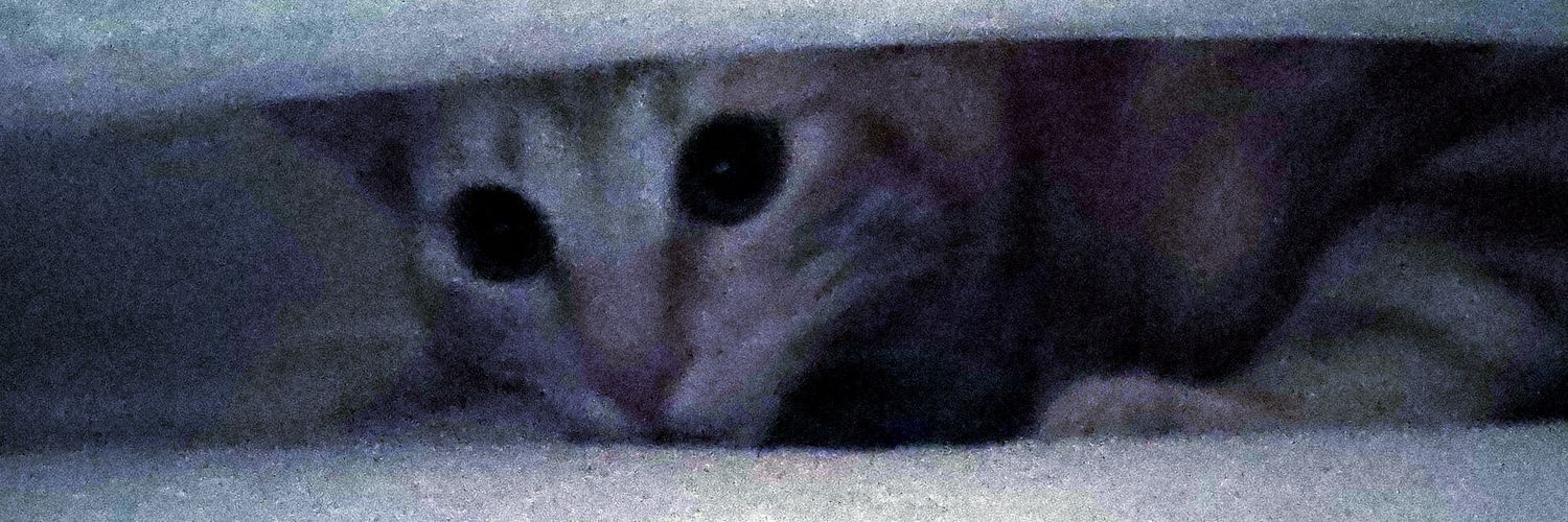 RodriTeCa_Or's profile banner image