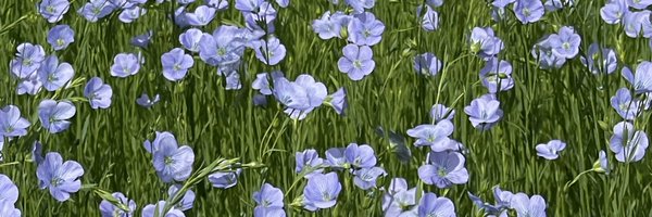 76sebwin Profile Banner