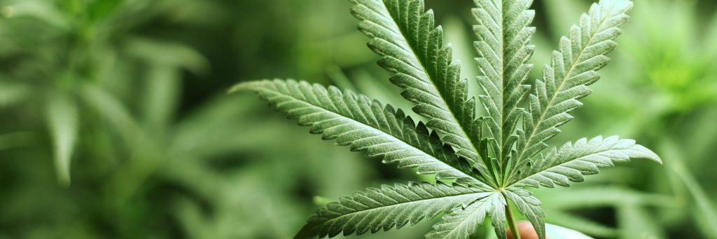 Arkansas Cannabis banner