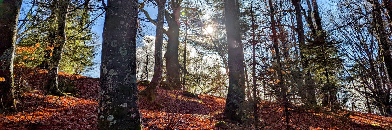 Gelldogugsch🌳 banner