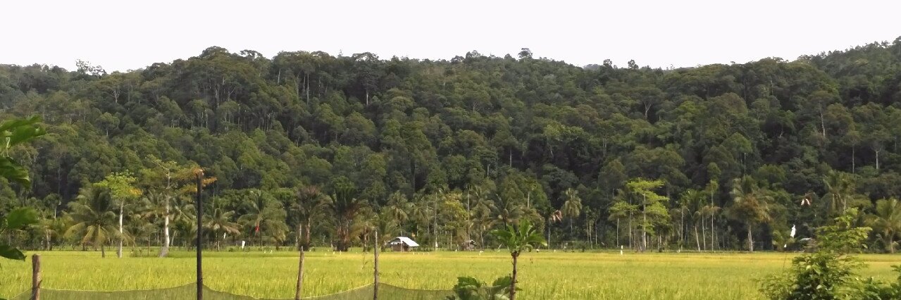 suchrawardi's profile banner image