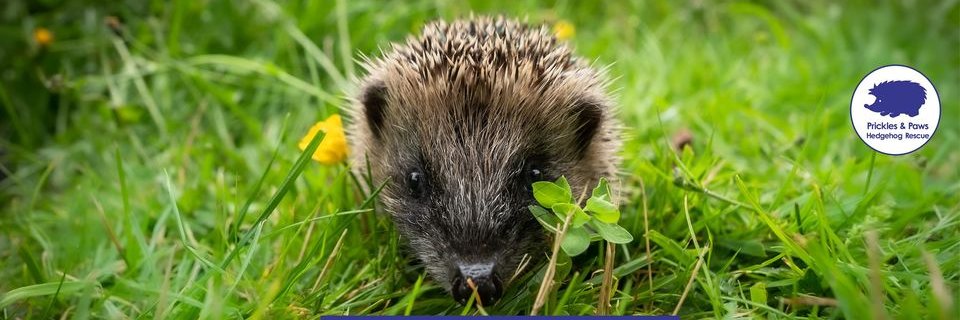 Prickles and Paws's banner
